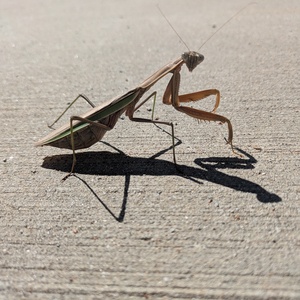 Fundraising Page: Susan Maria LaRosa